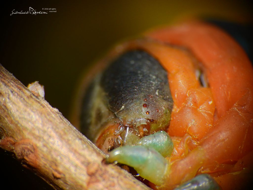 Dopo due anni � tornata - Daphnis nerii, Spinghidae